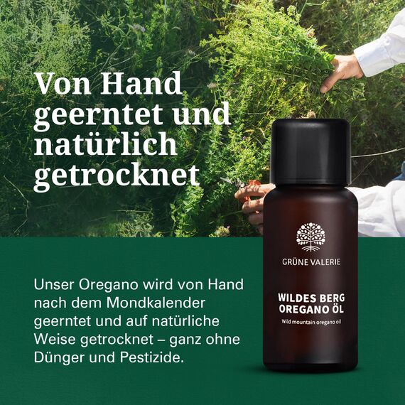 Wildes Berg Oregano Öl [HOCHDOSIERT, LABORGEPRÜFT & OHNE ZUSÄTZE] - 100% Naturrein mit +82% + Carvacrol - 10ml Naturwild aus Griechenland - Grüne Valerie