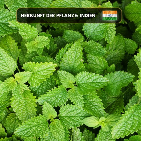 Premium reines natürliches Melissenöl – 100 % pures ätherisches Öl, BIO, organisch – zur Herstellung ätherischer Öle, Kerzen, Seifen, DIY – Lemon Balm Essence 1L, Aromaholik