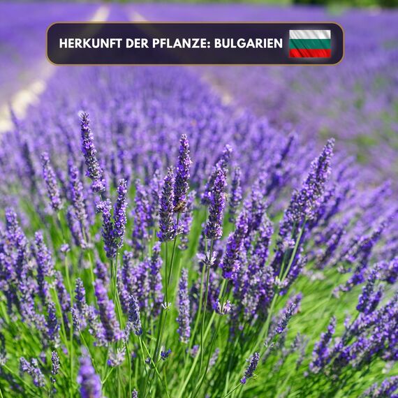 Aromaholik Lavendelöl BIO 100% naturrein – Ätherische Öle für Diffuser & Aroma Diffuser – Zertifiziertes ätherisches Öl aus Indien – Lavender Essential Oils 30ml für Sauna & Massage