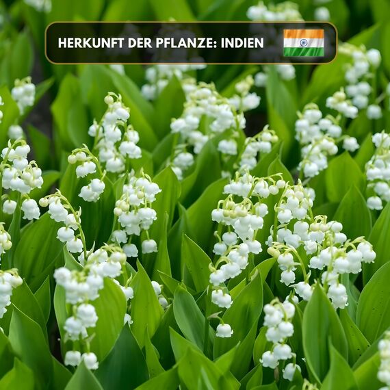 Aromaholik Maiglöckchenöl BIO 100% naturrein – Ätherische Öle für Diffuser & Aroma Diffuser – Zertifiziertes ätherisches Öl aus Indien – Muguet Essential Oils 10ml für Sauna & Massage