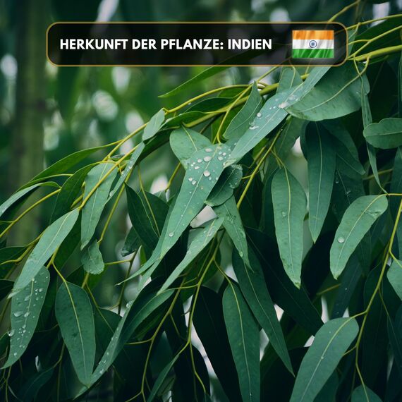 Premium reines natürliches Eukalyptusöl – 100 % pures ätherisches Öl, BIO, organisch – zur Herstellung ätherischer Öle, Kerzen, Seifen, DIY – Eucalyptus Essence 1L, Aromaholik