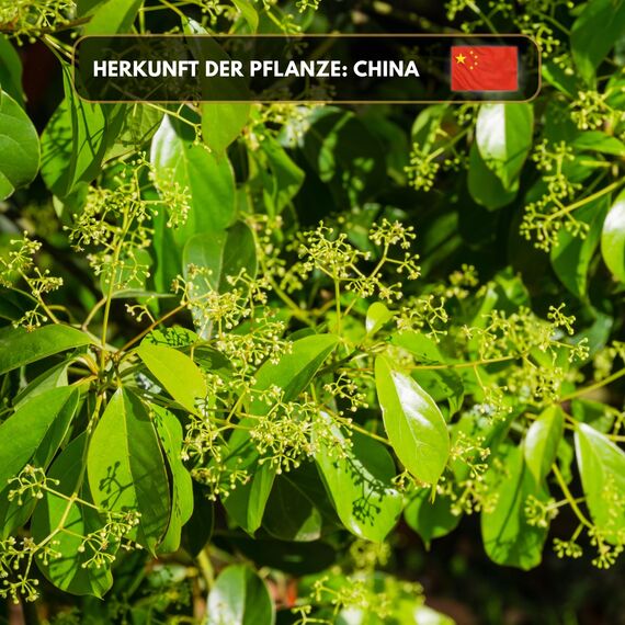 Premium reines natürliches Kampferöl – 100 % pures ätherisches Öl, BIO, organisch – zur Herstellung ätherischer Öle, Kerzen, Seifen, DIY – Camphor Essence 1L, Aromaholik