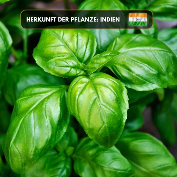 Aromaholik Basilikumöl BIO 100% naturrein – Ätherische Öle für Diffuser & Aroma Diffuser – Zertifiziertes ätherisches Öl aus Indien – Basil Essential Oils 10ml für Sauna & Massage