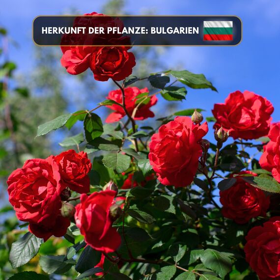 Premium reines natürliches Rosenöl – 100 % pures ätherisches Öl, BIO, organisch – zur Herstellung ätherischer Öle, Kerzen, Seifen, DIY – Rose Essence 1L, Aromaholik