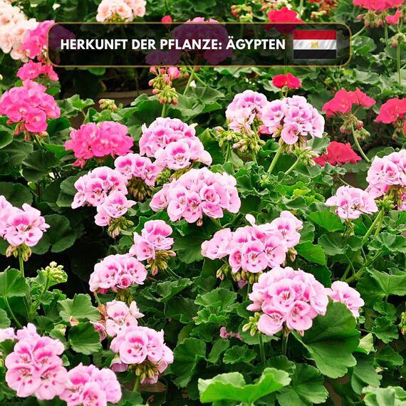 Premium reines natürliches Geranienöl – 100 % pures ätherisches Öl, BIO, organisch – zur Herstellung ätherischer Öle, Kerzen, Seifen, DIY – Geranium Essence 1L, Aromaholik