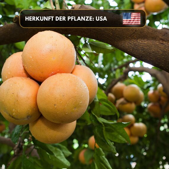 Premium reines natürliches Grapefruitöl – 100 % pures ätherisches Öl, BIO, organisch – zur Herstellung ätherischer Öle, Kerzen, Seifen, DIY – Grapefruit Essence 1L, Aromaholik