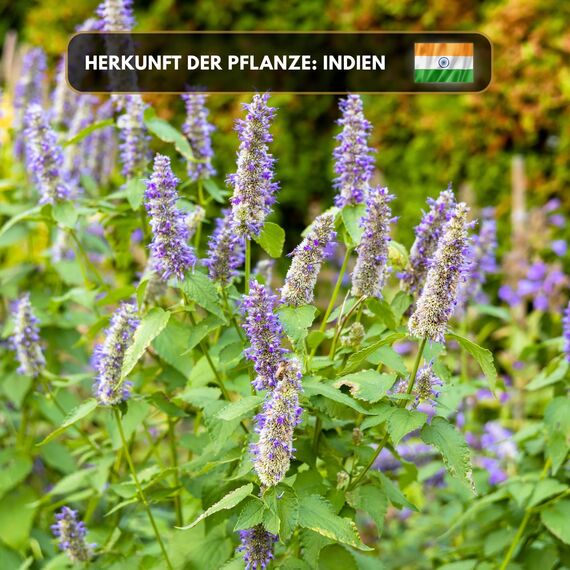 Aromaholik Patchouliöl BIO 100% naturrein – Ätherische Öle für Diffuser & Aroma Diffuser – Zertifiziertes ätherisches Öl aus Indien – Patchouli Essential Oils 10ml für Sauna & Massage