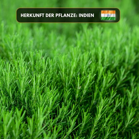 Aromaholik Rosmarinöl BIO 100% naturrein – Ätherische Öle für Diffuser & Aroma Diffuser – Zertifiziertes ätherisches Öl aus Indien – Rosemary Essential Oils 10ml für Sauna & Massage