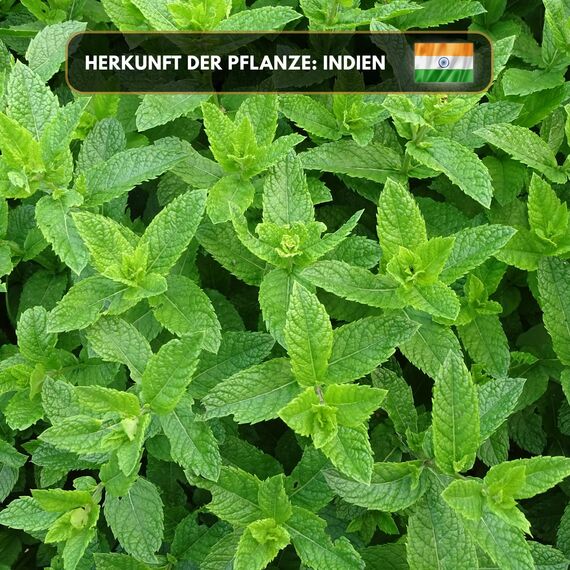 Aromaholik Pfefferminzöl BIO 100% naturrein – Ätherische Öle für Diffuser & Aroma Diffuser – Zertifiziertes ätherisches Öl aus Indien – Peppermint Essential Oils 30ml für Sauna & Massage