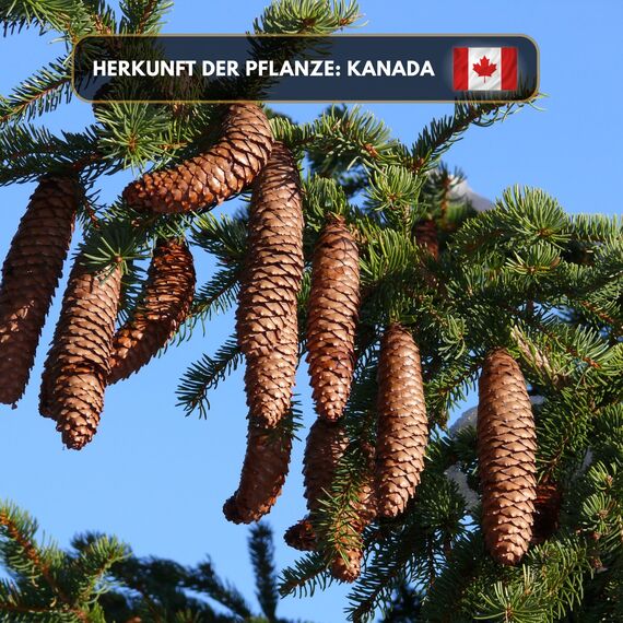 Aromaholik Fichtennadelöl BIO 100% naturrein – Ätherische Öle für Diffuser & Aroma Diffuser – Zertifiziertes ätherisches Öl aus Indien – Spruce Essential Oils 10ml für Sauna & Massage