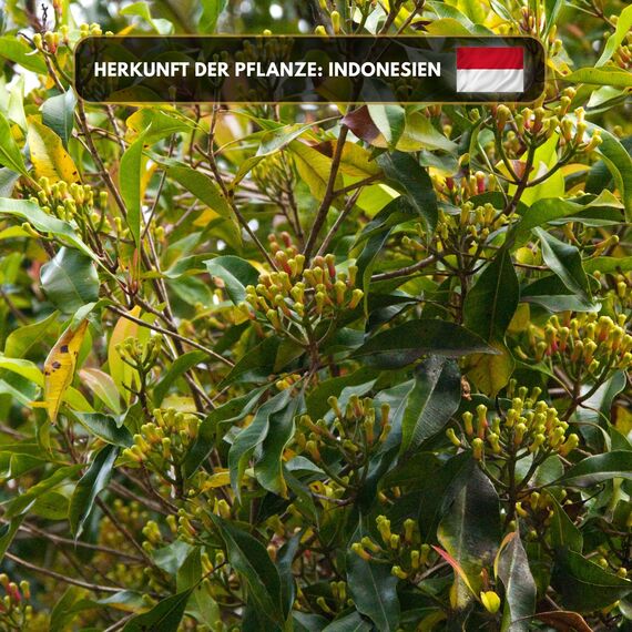 Aromaholik Nelkenöl BIO 100% naturrein – Ätherische Öle für Diffuser & Aroma Diffuser – Zertifiziertes ätherisches Öl aus Indien – Clove Essential Oils 10ml für Sauna & Massage