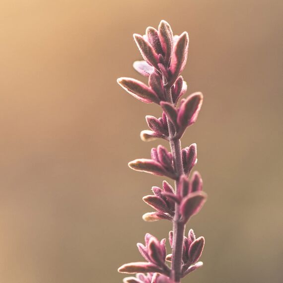 Naissance Lavendelöl (Nr. 102) - 200ml (2 x 100ml) - 100% Naturreines Lavendel Ätherisches Öl für Naturkosmetik, Aromatherapie, Duftlampe - Duftöl für Aroma Diffuser