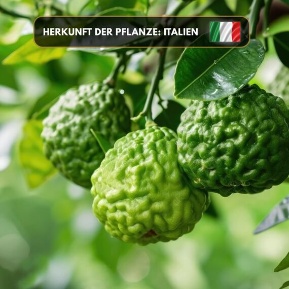 Aromaholik Bergamotteöl BIO 100% naturrein – Ätherische Öle für Diffuser & Aroma Diffuser – Zertifiziertes ätherisches Öl aus Indien – Bergamot Essential Oils 30ml für Sauna & Massage