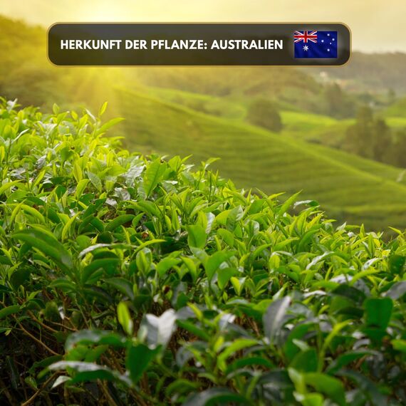 Aromaholik Teebaumöl BIO 100% naturrein – Ätherische Öle für Diffuser & Aroma Diffuser – Zertifiziertes ätherisches Öl aus Indien – Tea Tree Essential Oils 10ml für Sauna & Massage