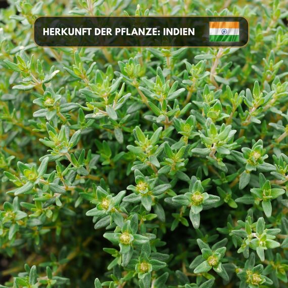 Aromaholik Thymianöl BIO 100% naturrein – Ätherische Öle für Diffuser & Aroma Diffuser – Zertifiziertes ätherisches Öl aus Indien – Thyme Essential Oils 30ml für Sauna & Massage