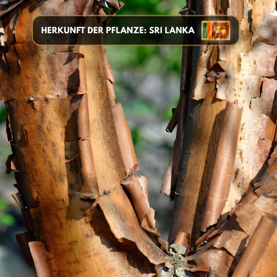 Aromaholik Zimtöl BIO 100% naturrein – Ätherische Öle für Diffuser & Aroma Diffuser – Zertifiziertes ätherisches Öl aus Indien – Cinnamon Essential Oils 10ml für Sauna & Massage