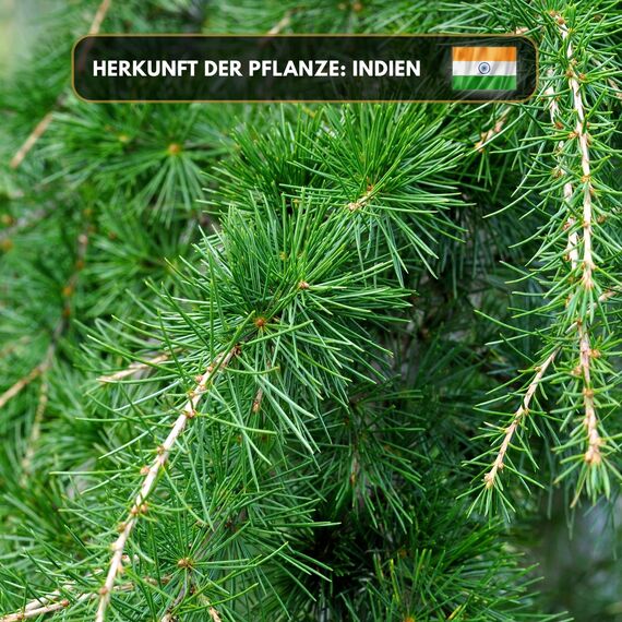 Aromaholik Zedernholzöl BIO 100% naturrein – Ätherische Öle für Diffuser & Aroma Diffuser – Zertifiziertes ätherisches Öl aus Indien – Cedarwood Essential Oils 30ml für Sauna & Massage