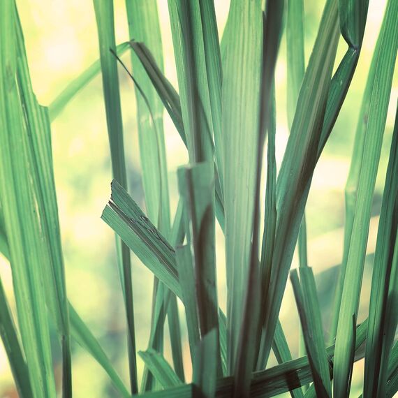 Naissance Citronella Ätherisches Öl (Nr. 182) - 50ml - 100% Naturreines Citronellaöl für Naturkosmetik, Aromatherapie, Duftlampe - Duftöl für Aroma Diffuser