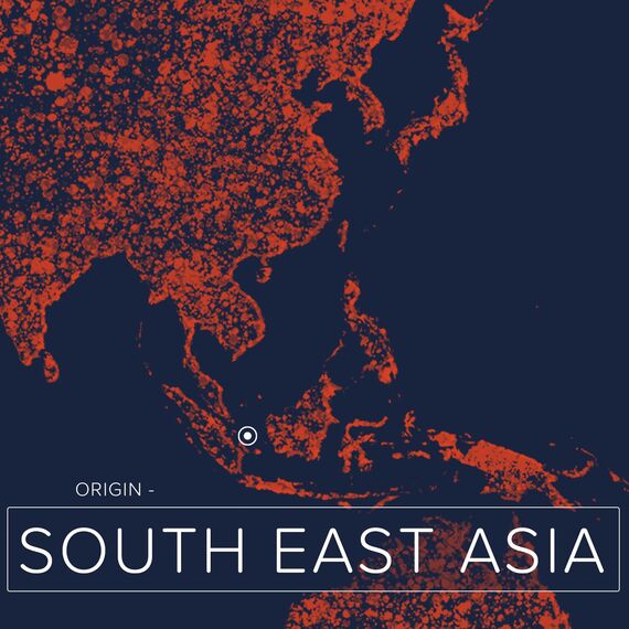 Naissance Fraktioniertes Kokosöl (Nr. 218) - 225ml - Fraktioniert, Flüssig Kokosöl für Haut, Kosmetik, Ätherische Öle