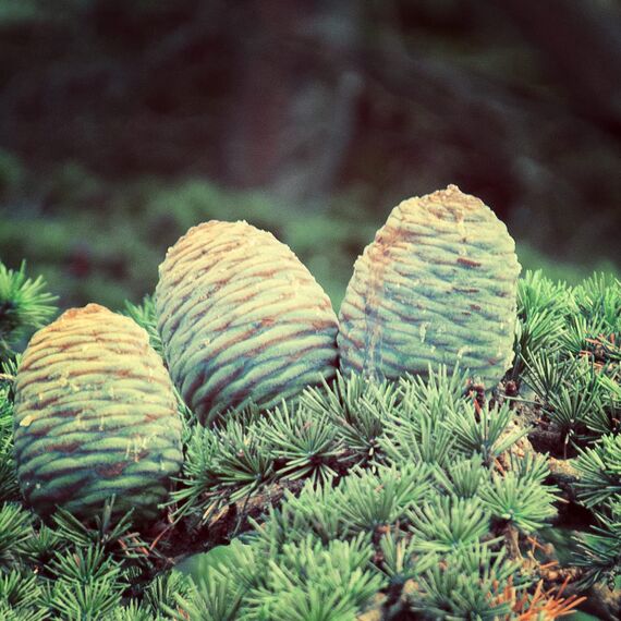 Naissance Zedernholzöl, Atlas (Nr. 187) - 100ml - 100% Naturreines Zedernholz Ätherisches Öl für Naturkosmetik, Aromatherapie, Duftlampe - Duftöl für Aroma Diffuser