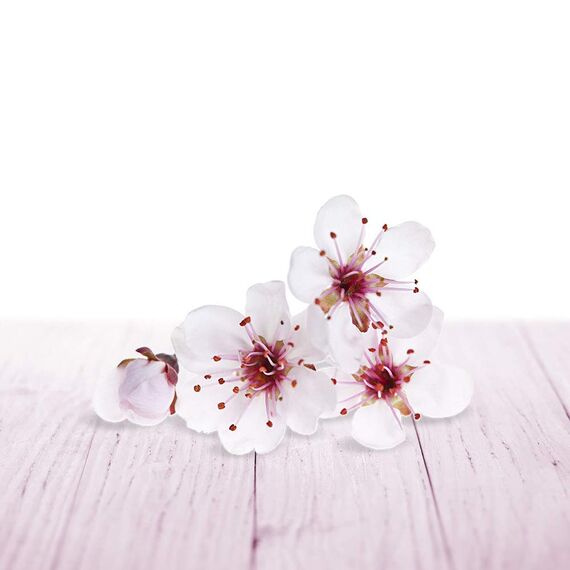 Air Wick PURE Kirschblütenzauber – Blumig-frisches Duftspray geruchsneutralisierend & ohne feuchten Niederschlag – Duft: Kirschblüte – 3 x 250 ml