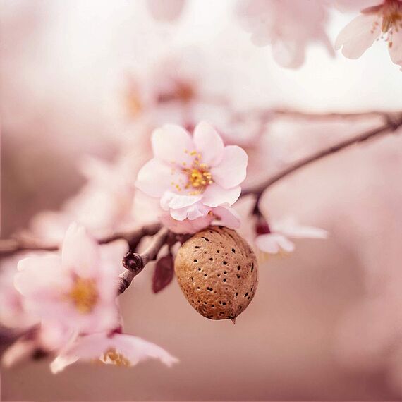 WELEDA Bio Mama Schwangerschaftsöl - Naturkosmetik Babybauch Massageöl zur Dehnungsstreifen Vorbeugung. Hautpflege Schwangerschaft Narbenöl mit Jojobaöl verbessert die Hautelastizität (vegan, 100ml)