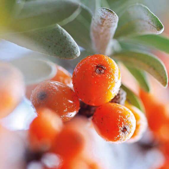 WELEDA Bio Express Handcreme Sanddorn - Naturkosmetik Handpflege Creme für trockene Hände. Nachhaltige Feuchtigkeitscreme für Frauen & Männer mit Grapefruit, Mandarine & Sandelholz Duft (1x 50ml)