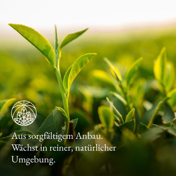 Oolong Tee Monte Nativo (180g) – Oolong-tee lose – Oolongtee aromatisch und rein – Loser Tee ohne Zusätze – Natürlicher Geschmack – Gesund und belebend – Hochwertiger Blatttee