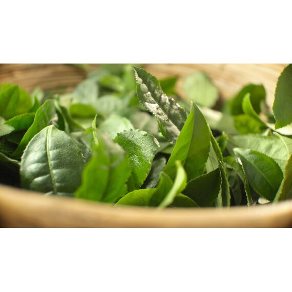 Meßmer Darjeeling | blumig-lieblich | 25 Teebeutel | Vegan | Glutenfrei | Laktosefrei (Packung mit 10)