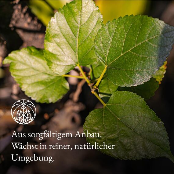 Maulbeerblätter Tee Monte Nativo (300g) - Mulberry Leaf Tea schonend getrocknet - 100% natürlich und ohne Zusatzstoffe - Aromatischer Kräutertee für einen köstlichen Aufguss