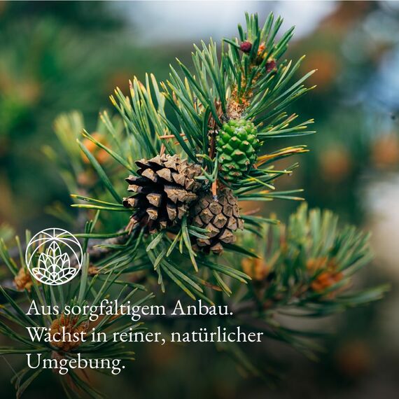 Kiefernadeltee Monte Nativo (300g) - Kiefernnadeln schonend getrocknet duft-intensiv - 100% natürlich und ohne Zusatzstoffe - Aromatischer Kräutertee für einen köstlichen Aufguss