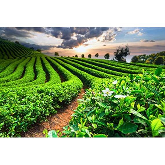 Meßmer Ostfriesen-Tee 25 Teebeutel, 37.5 g