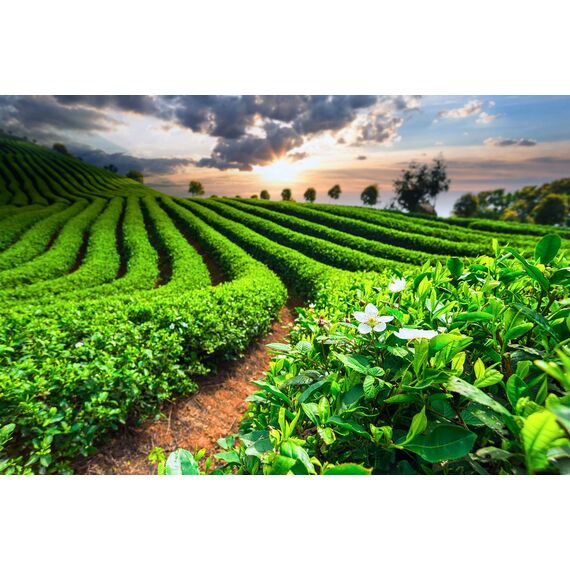 Meßmer Darjeeling | blumig-lieblich | 25 Teebeutel | Vegan | Glutenfrei | Laktosefrei (Packung mit 10)