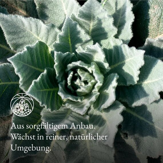 Königskerze Tee Monte Nativo (250g) - Mullein Leaf schonend getrocknet - Tee lose Blätter 100% natürlich und ohne Zusatzstoffe - Aromatischer Kräutertee für einen köstlichen Aufguss