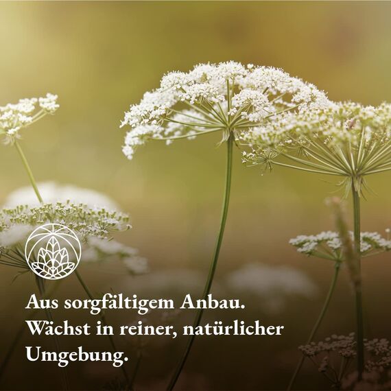 Schafgarbe Tee Monte Nativo (300g) - Schafgarbenkraut als Schafgarbentee schonend getrocknet - 100% natürlich und ohne Zusatzstoffe - Aromatischer Kräutertee für einen köstlichen Aufguss