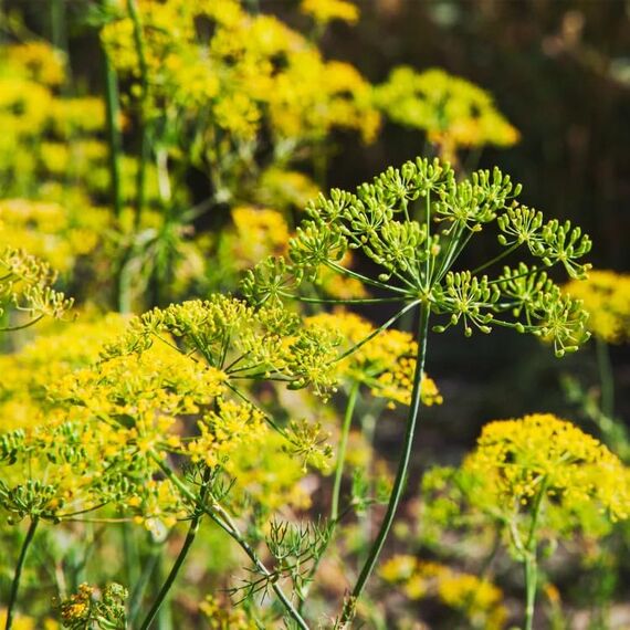 Fenchelsamen BIO süß ganz (250g) | Fenchel Samen | Fencheltee | als Gewürz oder Fenchel Anis Kümmel Tee