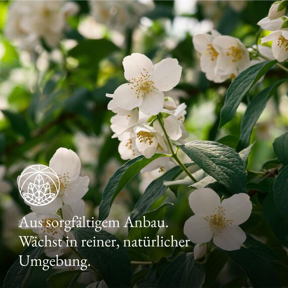 Jasmintee Monte Nativo (200g) - Jasmin Grüner Tee lose zu jeder Zeit - Jasmine Tea - 100% natürlich und ohne Zusatzstoffe - Aromatischer Kräutertee für einen köstlichen Aufguss