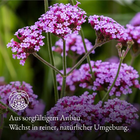 Eisenkraut Tee Monte Nativo (160g) - Schonend getrocknet Verbene - 100% natürlich und ohne Zusatzstoffe - Aromatischer Kräutertee für einen köstlichen Aufguss