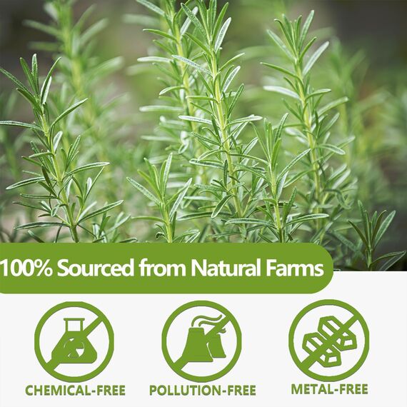 Rosmarin Tee | Rosmarin Teebeutel,Rosemary Tea 100 Teebeutel. Hergestellt aus 100% reinen natürlichen Rosmarinblättern, ohne Zusatzstoffe und ohne Koffein.