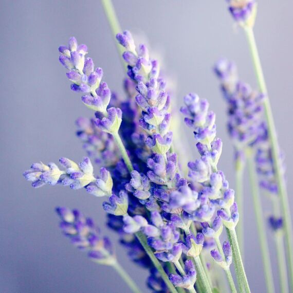 Lavendelblüten Bio getrocknet 250g | getrockneter Lavendel | Bio-Lavendel-Tee | 100% natürlich - Lebensmittelqualität | aus kontrolliert biologischen Anbau | vom Achterhof