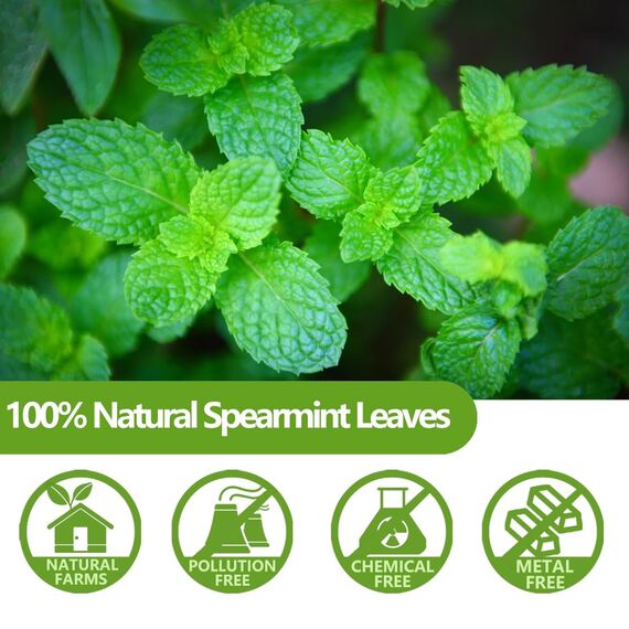 Premium Spearmint 60 Teebeutel,Grüne Minze hergestellt aus 100% natürlicher Spearmint, koffeinfrei und ohne Zusatzstoffe