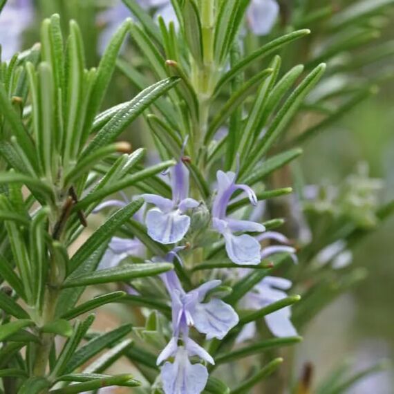 Rosmarin getrocknet 500g | 100% rein und naturbelassen für Gewürzmischungen und aromatischen Tee | Rosmarinnadeln geschnitten | mediterranes Gewürz | intensives Aroma | vom Achterhof