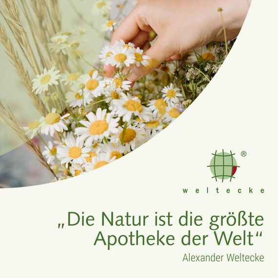 Weltecke Brennnessel-Tee 3x25 Teebeutel | Arzneibuch-Qualität in Deutschland hergestellt & kontrolliert | Frisch-würziges Aroma | Brennnessel-Blätter schonend getrocknet | Kräuter-Tee