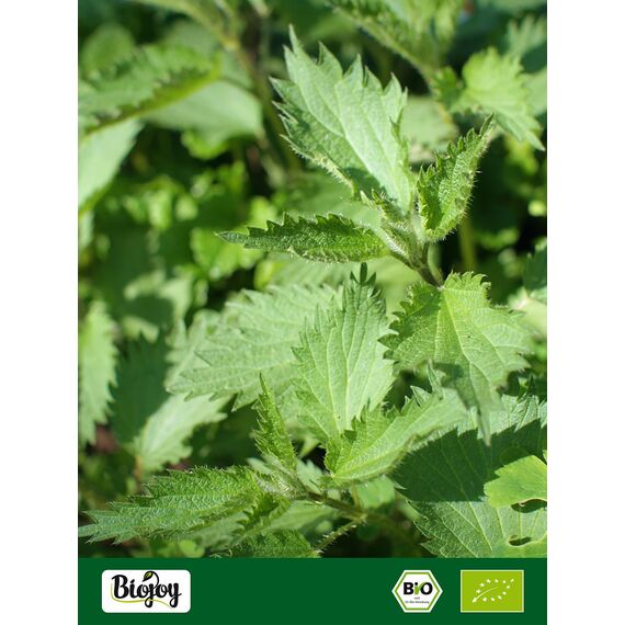 Biojoy BIO-Brennessel-Tee (250 g), Brennnesselblätter getrocknet und geschnitten, Kräutertee (Urtica dioica)