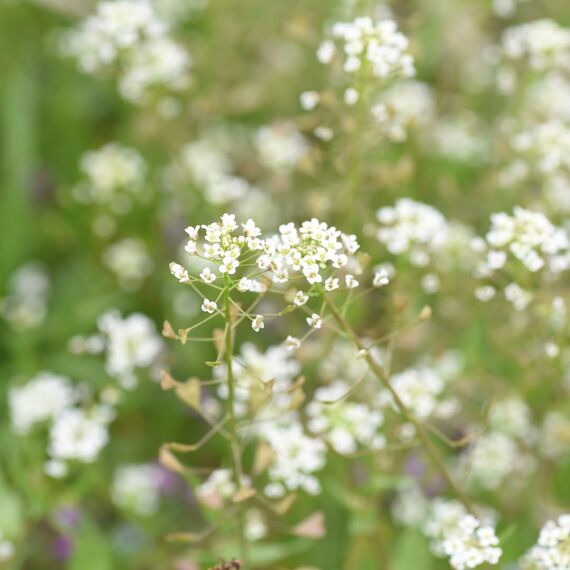 Alpi Nature Hirtentäscheltee BIO 250g, Hirtentäschelkraut geschnitten, Hirtentäschel Tee lose