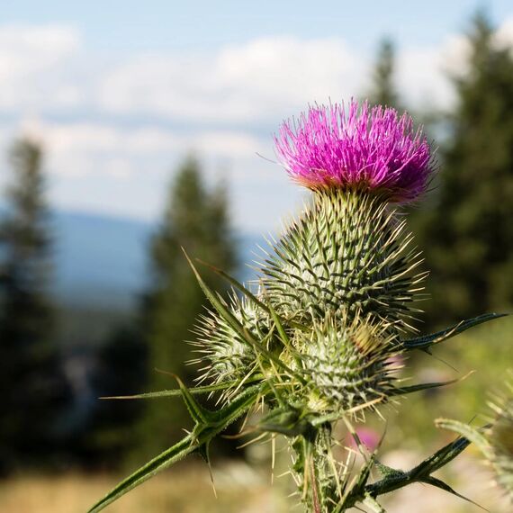 100g Mariendistelkraut geschnitten Mariendistel-Tee Kräuter-Tee vom-Achterhof