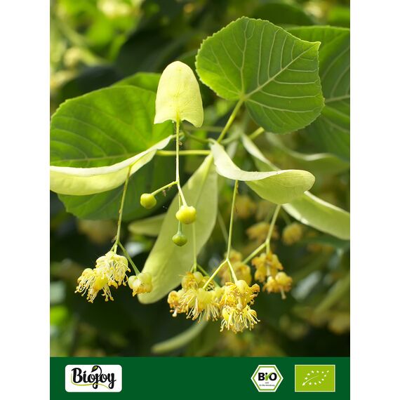 Biojoy BIO-Lindenblüten getrocknet (250 g), ganze Blüten für Lindenblütentee (Tiliae flos)