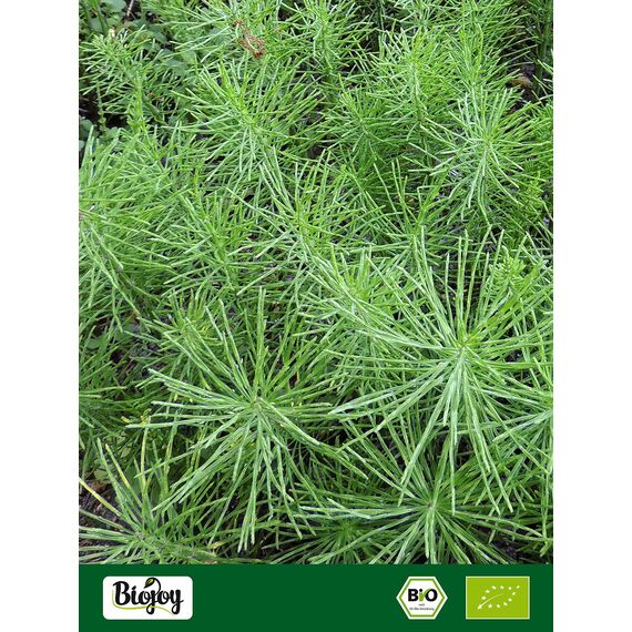 Biojoy BIO-Schachtelhalm-Tee (100 g), Schachtelhalmkraut getrocknet und geschnitten, Ackerschachtelhalm Tee (Equisetum arvense)