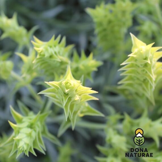 DONA NATURAE | Griechischer BIO BERGTEE vom OLYMP (250g) | 100% Sideritis Scardica | Geschnitten | Kosteneffiziente Verpackung