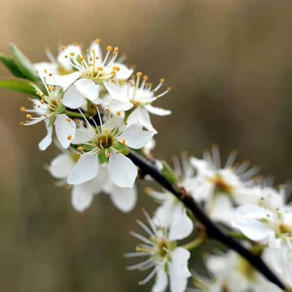 IDDA Herbal Weißdorn Tee 1kg, Weißdornkraut getrocknet und geschnitten, Weissdorn Tee, Kräutertee